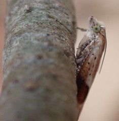 Pseudexentera costomaculana