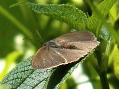 Hermeuptychia sosybius