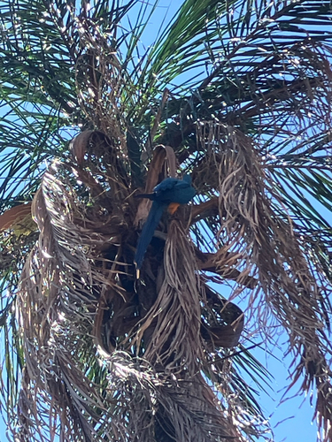 Blue-and-yellow Macaw