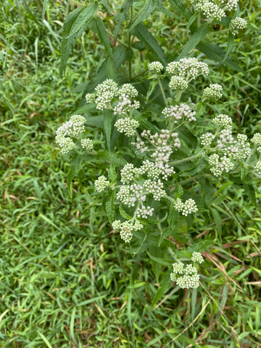 Eupatorium perfoliatum