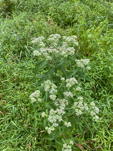 Eupatorium perfoliatum