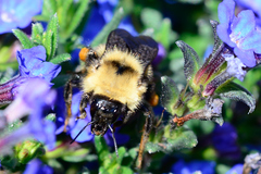 Bombus californicus