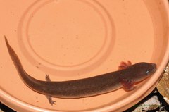 Necturus punctatus