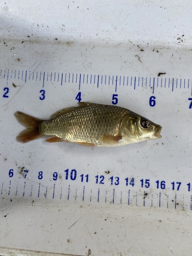 European Carp