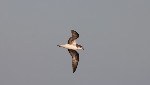 Petrel de las Desertas (Pterodroma deserta)