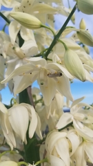 Tegeticula maculata
