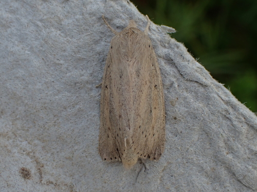 Oblong Sedge Borer Moth photo 3