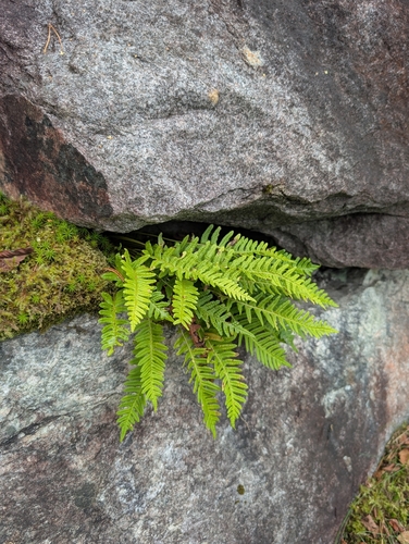 common polypody