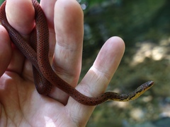 Calamaria grabowskyi