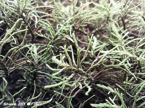 Fir Tamarisk-moss
