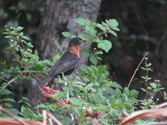 Turdus rufitorques