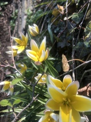 Tulipa urumiensis
