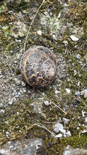 Garden Snail