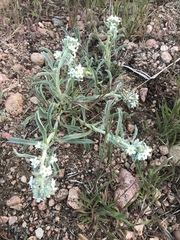 Oreocarya thyrsiflora