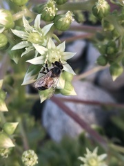 Apis mellifera