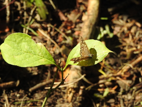 Speckled Wood