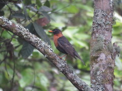 Turdus rufitorques