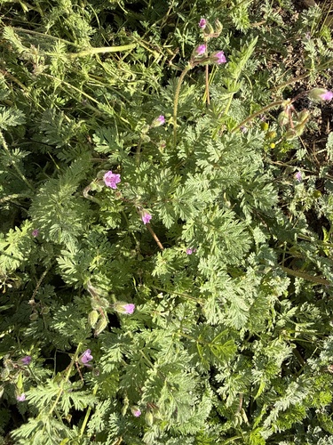 Redstem Stork's-bill