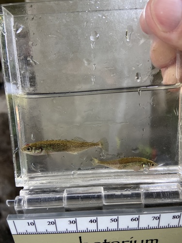Brook Stickleback