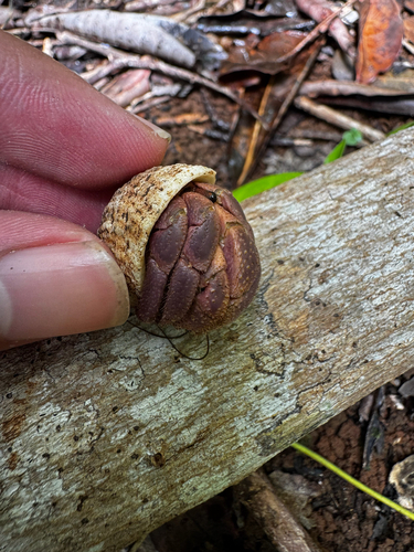Purple Hermit Crab