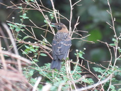 Turdus rufitorques