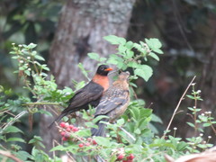Turdus rufitorques