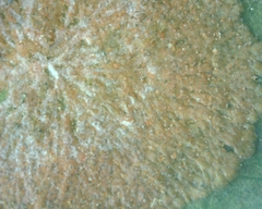 Cephaleuros virescens