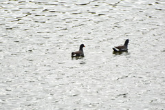 Gallinula galeata