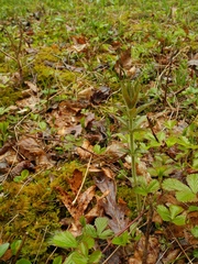 Lysimachia quadrifolia
