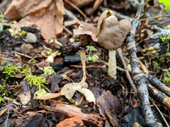 Helvella compressa