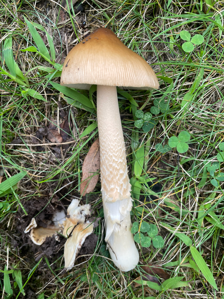 Tawny Grisette · August 2026 · photo: Photo: no rights reserved · iNaturalist