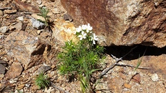 Leptosiphon floribundus glaber