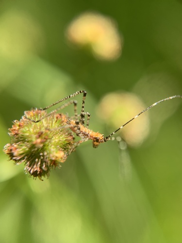 Fork-tailed Bush Katydid, Santa Rosa, CA, US, photo 5 of 10