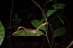 Lycodon tristrigatus