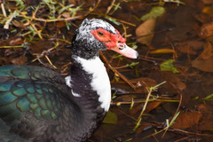 Cairina moschata domestica