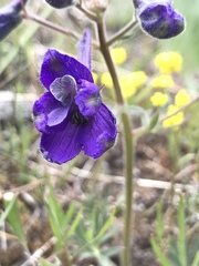Delphinium bicolor