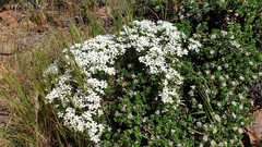 Leptosiphon floribundus glaber