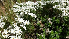 Leptosiphon floribundus glaber
