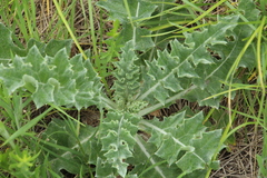Cirsium undulatum