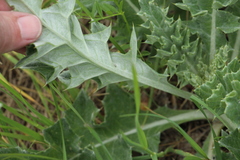 Cirsium undulatum