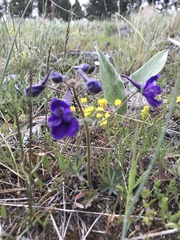 Delphinium bicolor