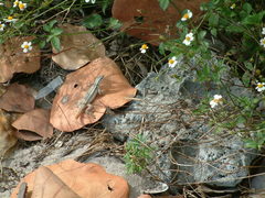 Leiocephalus lunatus