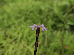 Striga gesnerioides