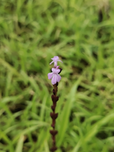 Striga gesnerioides, photograph 1
