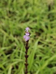 Striga gesnerioides, photograph author not stated, no rights reserved