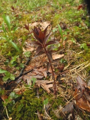 Lysimachia quadrifolia