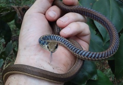 Dendrelaphis subocularis