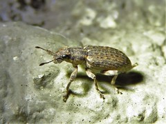 Sitona californius