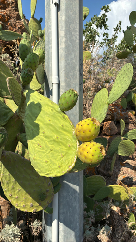 Indian fig opuntia