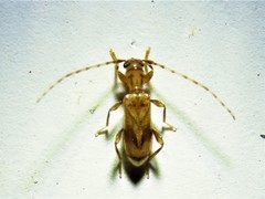 Obrium maculatum